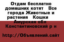 Отдам бесплатно домашних котят - Все города Животные и растения » Кошки   . Амурская обл.,Константиновский р-н